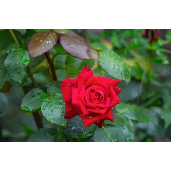 Fresh Red Rose 